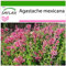 SAFLAX - Toronjil morado - 50 semillas - Con sustrato estéril para cultivo - Agastache mexicana