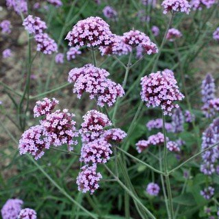 Verbena bonariensis 'Lollipop' – Mehrjährig, Pflegeleicht – Kleines Argentinisches Eisenkraut – Staude für Beet & Kübel