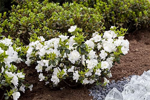 Rhododendron obtusum 'Schneeperle' 20-25 cm - Azalee, weiße Blüten, Blütezeit April-Mai, ideal für Kübel und Rabatten, winterhart und pflegeleicht