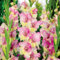 Bulbi di gladioli.Gladioli fiori.Pianta perenne, sempreverde e resistente. Gladiolo pianta.Fiori perenni.-8 bulbi-D