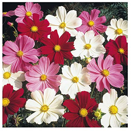 PREMIER SEEDS DIRECT - Cosmos - Dwarf Mix - 300 Flower Seeds - Cosmos BIPINNATUS