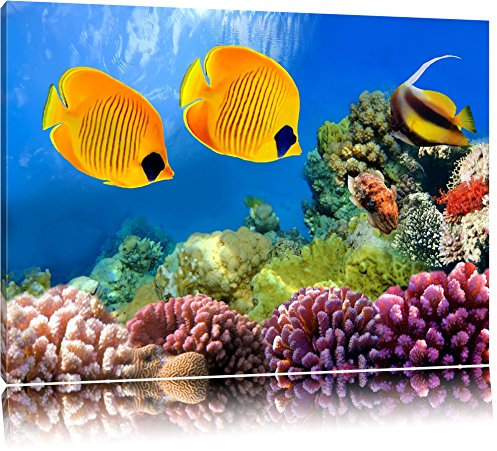 Pixxprint Tropen Fische im Korallenriff, Größe: 60x40cm, Leinwandbild, fertig gespannt, Wandbild, Dekoration, Kunstdruck, kein Poster
