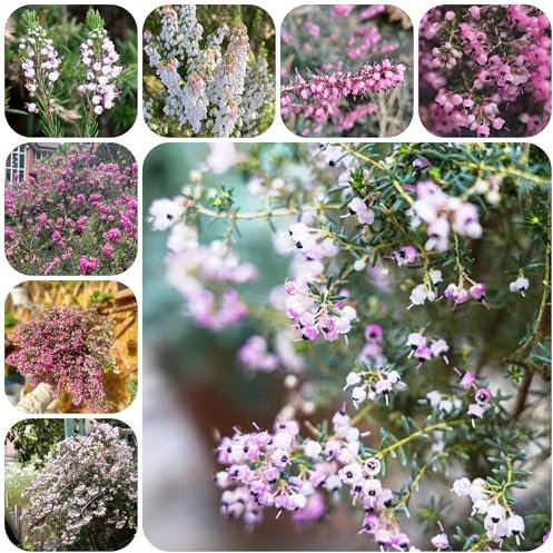 semillas de brezo de invierno de flores de plantas Serie de plantas raras decoración de balcones bonsái maceta plantas en macetas flores ornamentales, plantas 500pcs