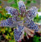 25 Rare Semi blu scuro Kalanchoe succulente della casa del fiore esotico pianta da giardino