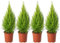 Ciprés Goldcrest - Pack 4 Árboles - Plantas Naturales para Jardín - Cupressus Dorado