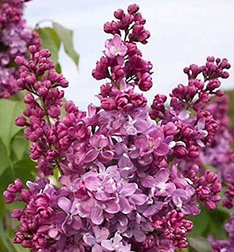 Edelflieder Prince Wolkonsky 30-40cm - Syringa vulgaris - Gartenpflanze