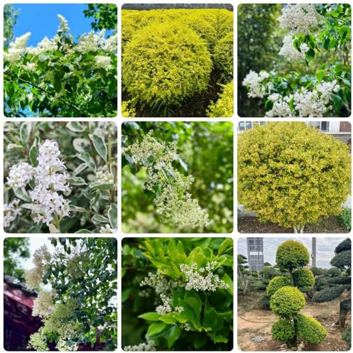 Semillas de aligustre - arbustos de rápido crecimiento Ligustro lucidum, plantas de exterior resistentes jardín de plantas comprar semillas de árboles plantas raras plantas de jardín 400pcs