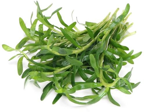 K2AQUA Heteranthera Zosterifolia Live Aquarium Plants Fine Bright Green Leaves Bushy Growth Fast Easy Care Medium Light Freshwater Tropical Tank