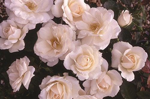 Princess of Wales 3.5 Litre Floribunda Potted Rose - White
