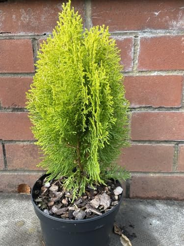 Dwarf Golden Conifer Tree | Platycladus Thuja occidentalis 'Aurea Nana' UK Grown | 30cm+ Tall | 2L Pot