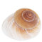 BOWTONG 5-7cm Brot Shell Conch, natürliches Schneckenhaus, Brot Schnecke, Home Aquarium Aquarium Marine Dekoration, DIY Handwerk Hochzeit Festival Party Home Ornamente Tolle Geschenke