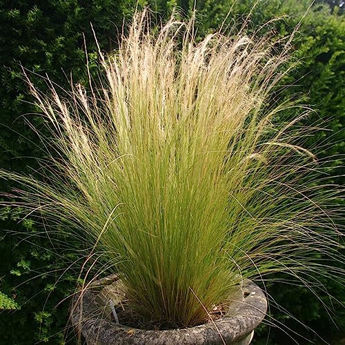 500 Pezzi Semi Di Erba Ornamentale Perenne Resistente, Decorazione Da Giardino Per Esterni (Erba Ornamentale) Semi Perenni Resistenti Dell'Erba Ornamentale, Piante Resistenti All'Aperto
