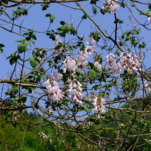 500 Pcs Paulownia Baum Samen - Paulownia Tomentosa - Bonsai Tree Bäume Pflanzen, Blumensamen Gastgeschenk Kiribaum Pflanze Samen, Grünpflanzen, Gartendeko Für Draußen Gartenpflanzen