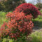 photinia red robin samen - heckenpflanzen - schnellwachsende sträucher als sichtschutz glanzmispel red robin samen pflanzen züchten herbstpflanzen winterhart stauden winterhart 25pcs