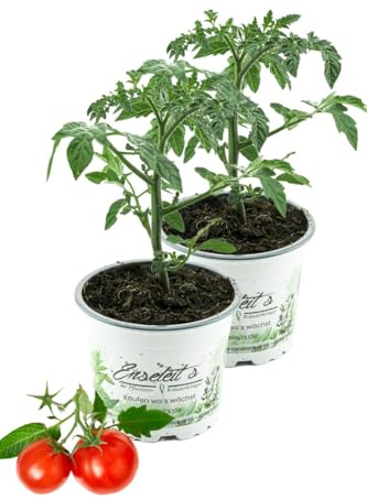 2er Set Tomatenpflanze Sorglos-Tomate