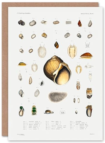 Artery8 Augustus A Gould Art Card Sea Snail Shell Varieties Set