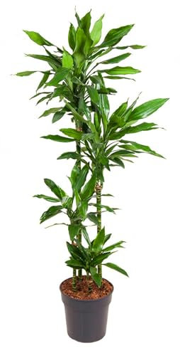 Dracaena fragrans 'Janet Lind '- Drachenbaum XXL - luftreinigende Zimmerpflanze. 27cm Topf Gesamthöhe ca.140 cm