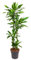 Dracaena fragrans 'Janet Lind '- Drachenbaum XXL - luftreinigende Zimmerpflanze. 27cm Topf Gesamthöhe ca.140 cm