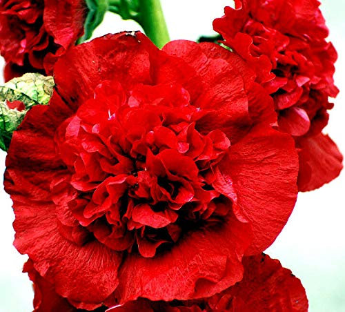 GETSO 90 Graines Fleurs Roses de trémière à Double Rouge/Alcea rosea