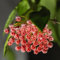Hoya Gracilis - Der topf/Ø 12cm