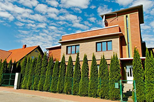Müller Münchehof GmbH 10 Stück Thuja Smaragd im Topf/Container Größe 80 bis 100 cm