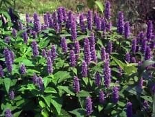 Viola gigante issopo (Agastache scrophulariaefolia) 100 Semi, Heirloom