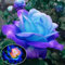 Haloppe 50 Pz Rosa Blu Rosa Fiori Piante Semi per la Piantagione del Giardino di Casa, Semi di Rosa Blu Rosa Profumato Balcone Giardino Pianta in Vaso Decorazione Domestica Semi