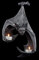 Fledermaus Figur Wand-Teelichthalter