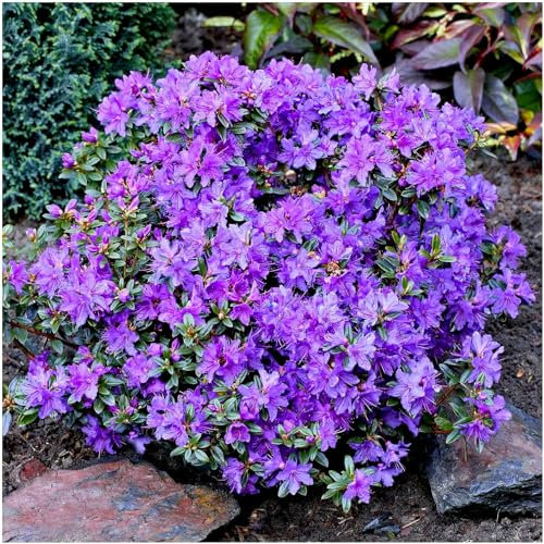 GrowOn Shrubs [x3] Dwarf Rhododendron Japonica 'St Merryn' | Multi-Pack | Evergreen Shrubs | Outdoor Garden Ready Plants | Spring Flowering | Violet Blue Flowers