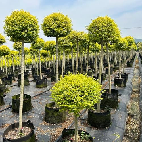 Semillas resistentes de seto de aligustre, comprar semillas de árboles Ligustro lucidum, Plantas en maceta resistentes al aire libre arbustos de rápido crecimiento plantas de exterior 350pcs