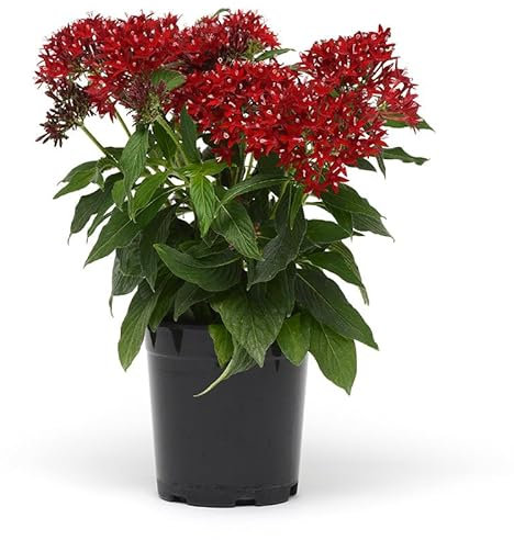 Pentas o Flor de la Mariposa una Planta de Belleza Natural que Impresionará a Tus Invitados