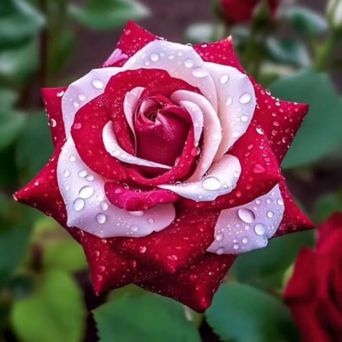 800 pcs rosensamen gartensamen saat blumensaat rosen samen pflanzen rosenpflanzen, hochbeet balkon seeds wildblumensamen garten pflanzen blumendeko balkonblumen blumen geschenk bienenweide