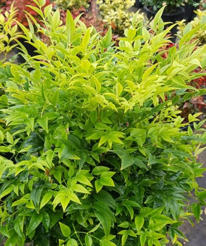 Nandina domestica MAGICAL® LEMON-LIME 'Lemlim' / Bambou sacré jaune/Conteneur de 3 à 4 litres