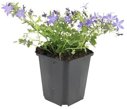 Campanula poscharskyana 'Stella' – 10-25 cm – Ø 9 cm – 6 x