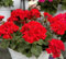Semillas de flores de geranio perenne 100 piezas rojas