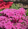 Japanische Azalee Multiflorum Rosa 20-25cm - Rhododendron obtusum - Gartenpflanze