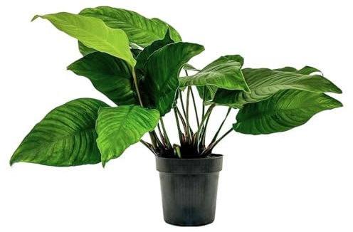 AquaOne Aquarium Pflanzen I Mutterpflanze Anubias heterophylla XL I Aquarienpflanze Hintergrund Rosette