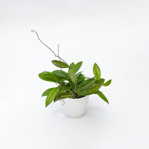 Vivai le Georgiche - Pianta vera di Hoya pubicalyx Fiore di cera, Fiore di porcellana - vaso Ø 12 cm - altezza alla vendita 0-10 cm