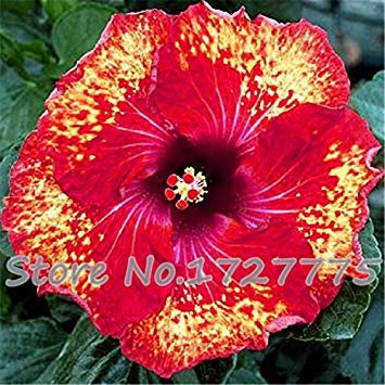 Auf Verkauf. 200 Stück HIBISKUS Samen 24 Arten Chinesischer Roseneibisch Blumensamen Hibiskus Baum Samen für Blumen Topfpflanzen - armee-grün