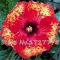 Auf Verkauf. 200 Stück HIBISKUS Samen 24 Arten Chinesischer Roseneibisch Blumensamen Hibiskus Baum Samen für Blumen Topfpflanzen - armee-grün