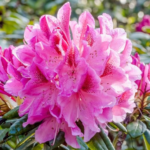 Carbeth Plants - Rhododendron 'Cosmopolitan' - 2 Plants in 9cm Pots - Flowering Shrubs for The Garden