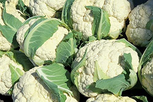 Lotto di 250 Semi di Cavolfiore Palla di Neve - varietà dolce e gustosa - semina precoce - grande qualità di gusto - essenziale per l'orto - garanzia di germinazione - 100% semi riproducibili