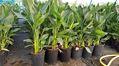Strelitzia reginae (Multi-Pied) / Oiseau du Paradis/Conteneur de 3 à 4 litres