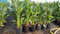 Strelitzia reginae (Multi-Pied) / Oiseau du Paradis/Conteneur de 3 à 4 litres