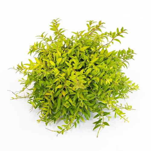 Vivai le Georgiche - Pianta vera di Aeschynanthus Japhrolepis - vaso Ø 15 cm