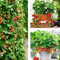 GrunerGarten Erdbeerpflanzen 10 Stück, Erdbeeren zum Auspflanzen Typ ‘Selva’, Klettererdbeeren, Pflanzen Mehrjährig und Immertragende, Pflanze Frigo, Strawberries Seedling