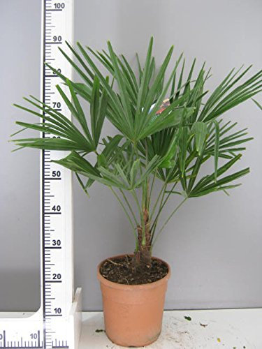 Winter Hardy Palm Tree. Trachycarpus Fortunei 75-85cm Tall. 24cm Pot. Winter Hardy Palm Tree For UK Planting.