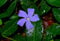 25 Vinca minor Marie blau Immergrün Triebe 5/7 Topfgewachsen T9x9 Bodendecker winterharte Staude #