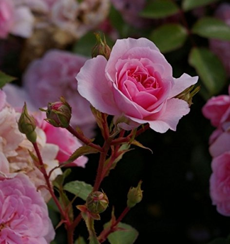 Rosa Bonica ® - 82 Meidomonac - Beetrose - Meilland-Rose - Preis nach Stückzahl 2 Stück