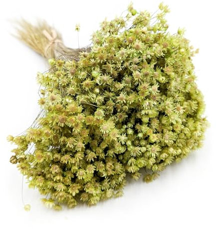 Enchanted Trockenblumen Dekogras Glixia Marcela Getrocknetes Gras Ziergras Natürlich Deko Grün